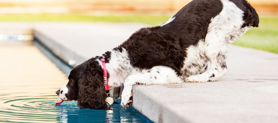 How to Stop Your Dog from Begging at the Table: Effective Training Tips